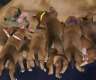 South African Boerboel Welpen zu...